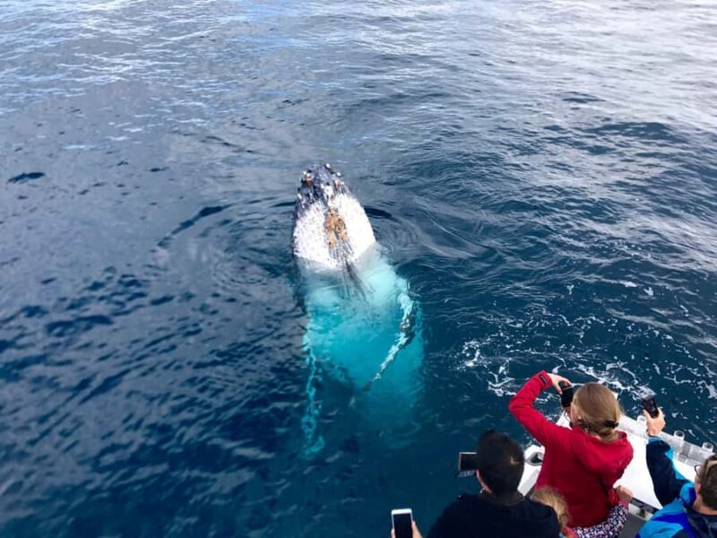 Kalbarri Whale Watching Tour - An In-Depth Look at the Kalbarri Whale Watching Experience