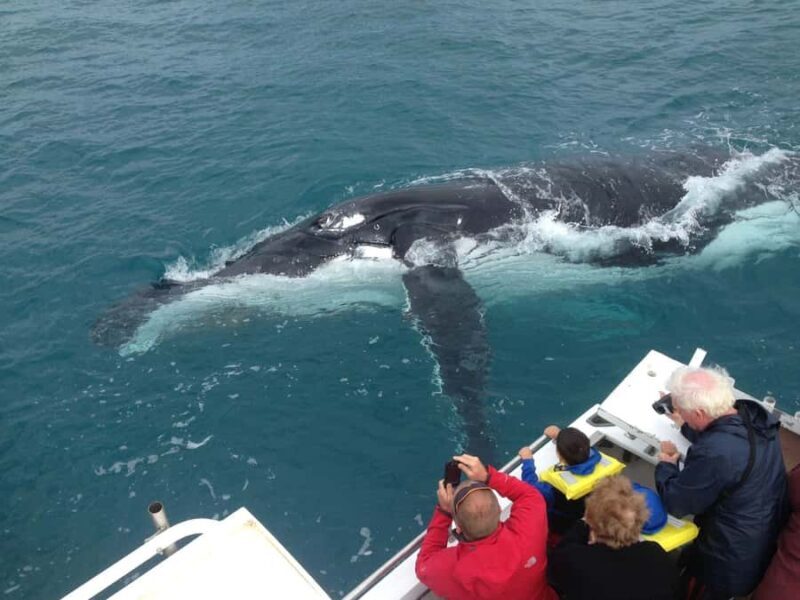 Kalbarri Whale Watching Tour - The Sum Up: Who Will Love This Experience?