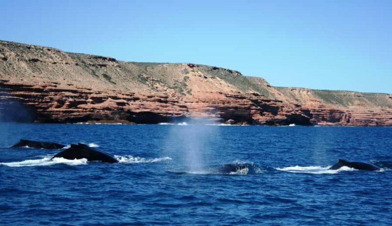 Kalbarri Whale Watching Tour - FAQs