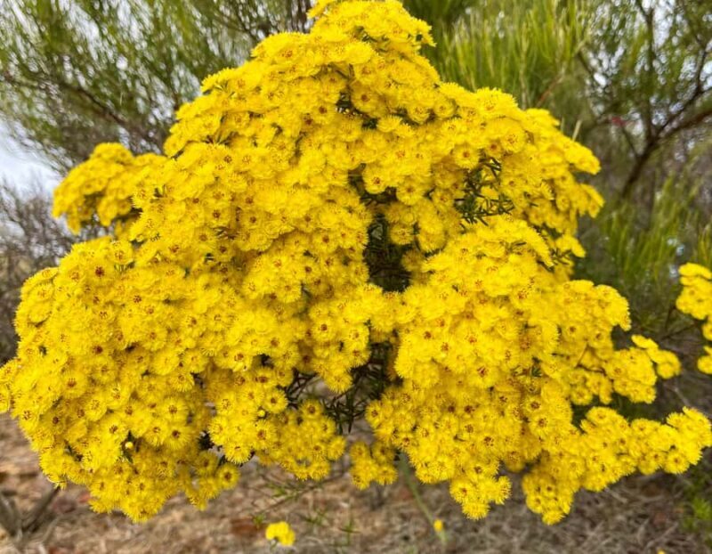 Kalbarri Wildflower Tour with Local Guide - Guides and Guest Testimonials
