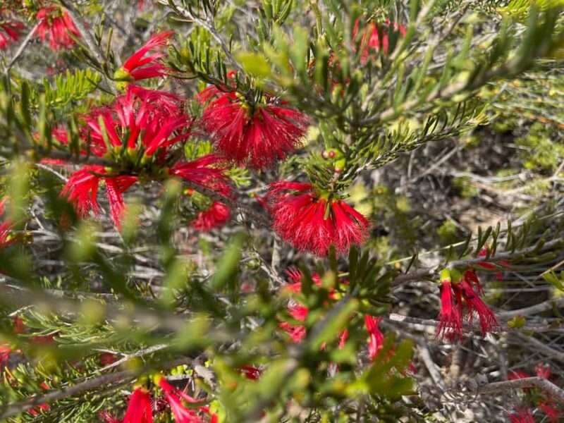 Kalbarri Wildflower Tour with Local Guide - What to Bring and What to Know