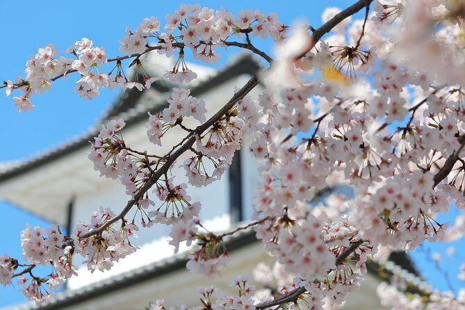 Kanazawa private 1 day/Photoshoot by professional photographer - Exploring Kanazawa with a Private Photoshoot Tour: An Honest Review