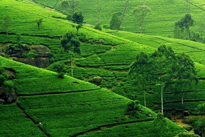Kandy City Tour - Who Should Consider This Tour?