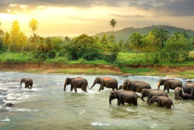 Kandy Day Tour From Colombo with Pinnawala - Price and Value Analysis