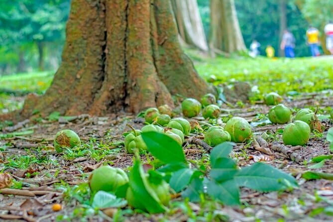 Kandy Day Tour from Kalutara - An In-Depth Look at the Kandy Day Tour from Kalutara