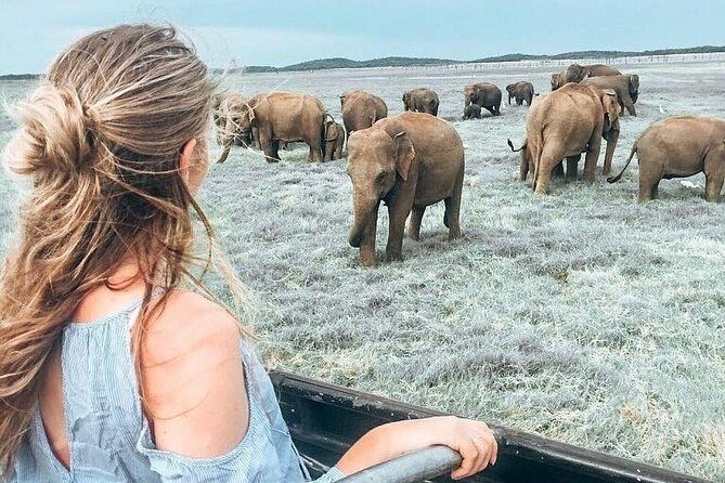 Kandy - Minneriya National park & Sigiriya Rock Fortress (Tours & Entrance fees) - Exploring the Itinerary: What to Expect