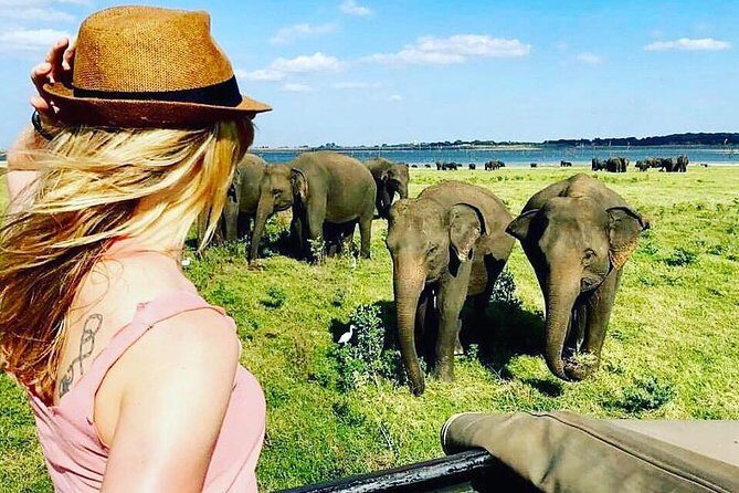 Kandy - Minneriya National park & Sigiriya Rock Fortress (Tours & Entrance fees) - The Sum Up