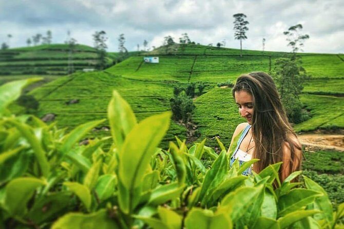 Kandy to Nuwara Eliya Day Tour - Key Points