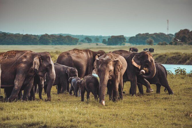 Kandy to Trincomalee Shuttle & Safari Drive - FAQ