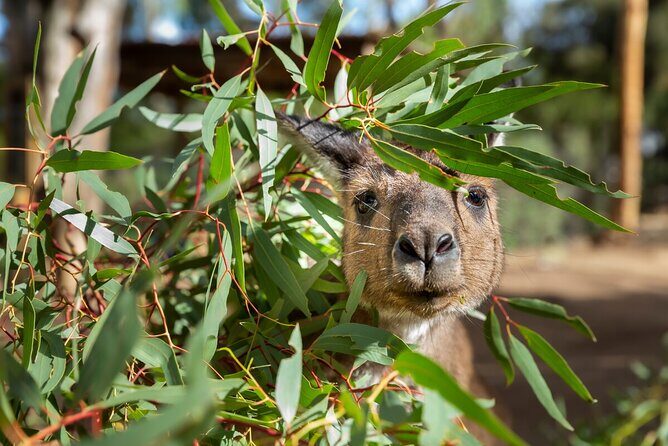 Kangaroo Experience at Healesville Sanctuary - excl. entry - What’s Included and What’s Not