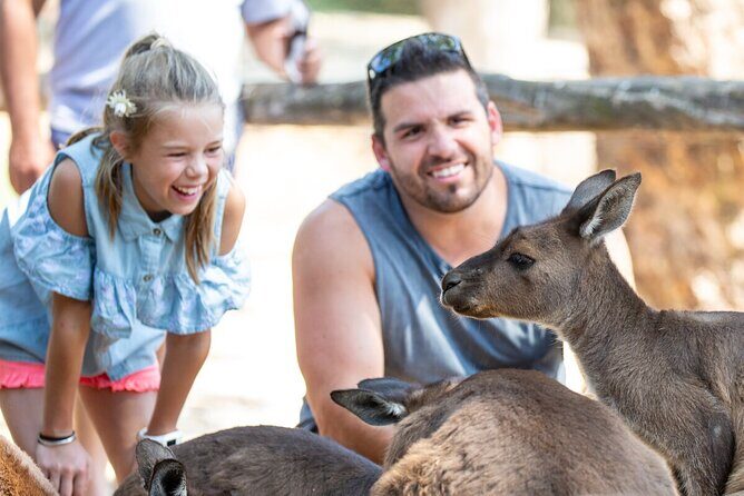 Kangaroo Experience at Healesville Sanctuary - excl. entry - The Experience Itinerary: What to Expect