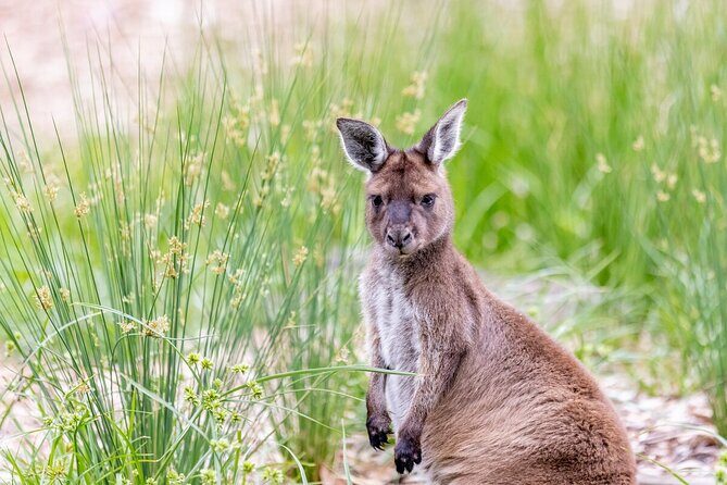 Kangaroo Experience at Melbourne Zoo - excl. entry - An Honest Look at the Experience
