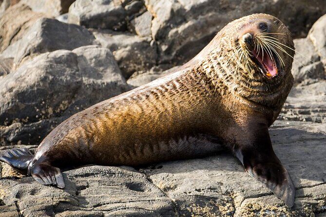 Kangaroo Island 75-Minute Coastal Safari - Weather and Cancellation Policies