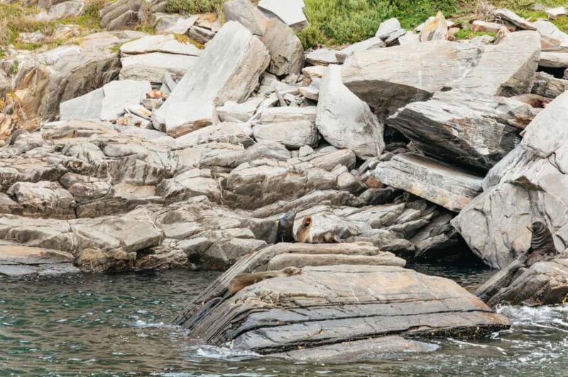 Kangaroo Island: 75-Minute Coastal Safari - Exploring the Experience: What You Can Expect on the Coastal Safari