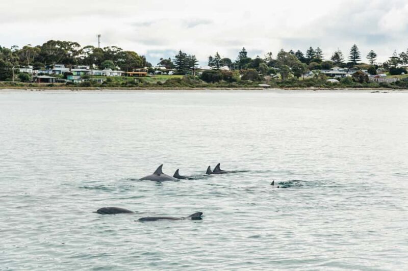 Kangaroo Island: 75-Minute Coastal Safari - In Summary: Why This Coastal Safari Is Worth Considering