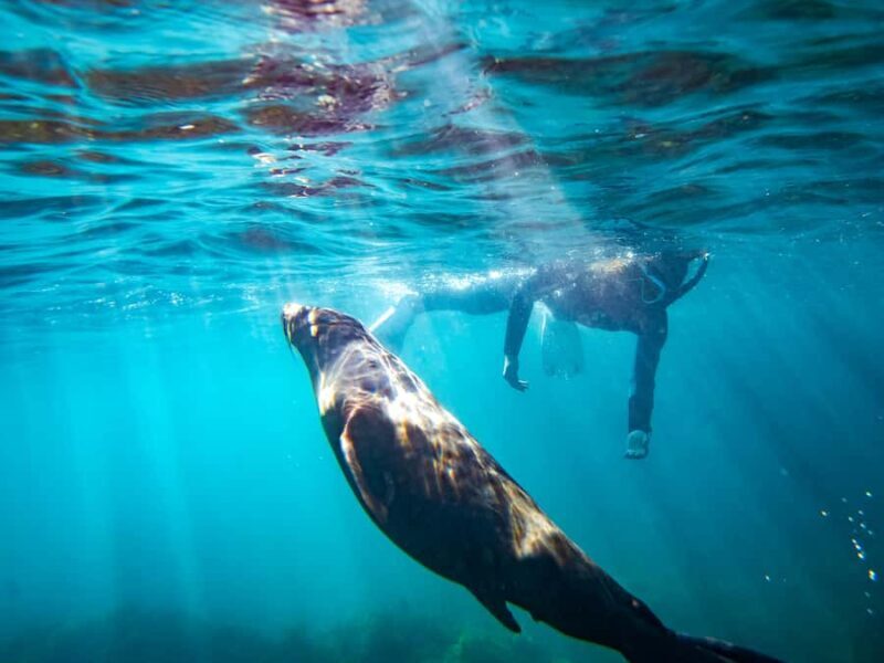 Kangaroo Island: Dolphin, Seal, and Swimming Boat Tour - The Sum Up