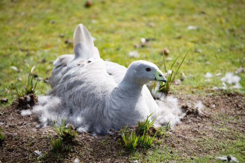 Kangaroo Island: Full Day Guided Flinders Chase Focus Tour - Who Will Love This Tour?