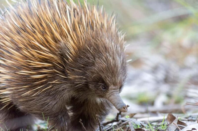 Kangaroo Island: Full Day Guided Flinders Chase Focus Tour - Final Thoughts: Is It Worth It?