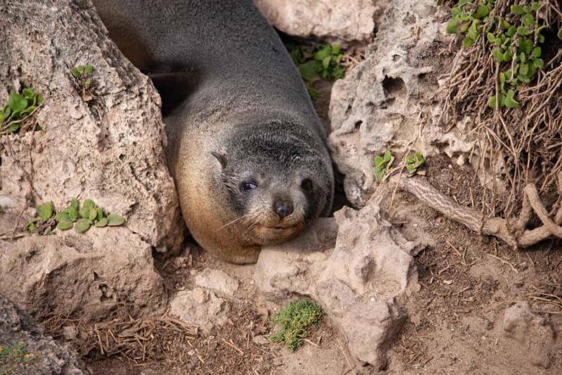 Kangaroo Island: Full Day Guided Flinders Chase Focus Tour - FAQ