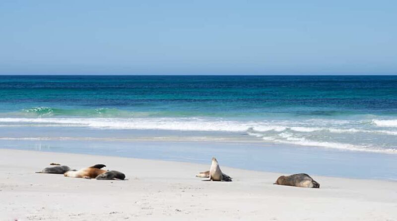 Kangaroo Island: Full-Day Guided Island Life Tour - Logistics and Practicalities