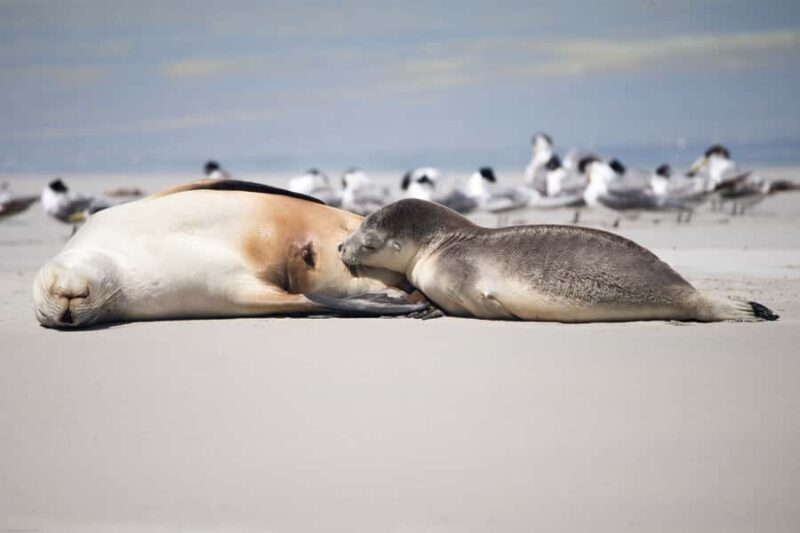 Kangaroo Island: Full-Day Guided Island Life Tour - The Reviews: What Past Travelers Say