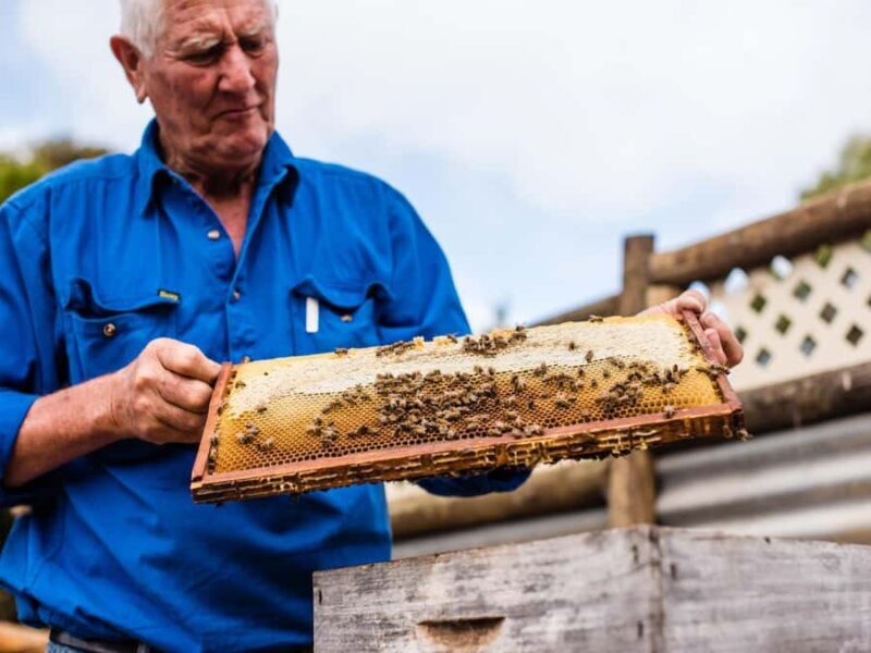 Kangaroo Island: Half-Day Tour Guided Coach Tour - Key Points