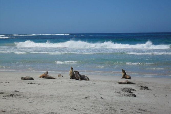 Kangaroo Island in a Day Tour from Adelaide - Transportation and Group Size