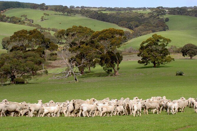 Kangaroo Island Luxury Small Group 'Island Life' Full Day Tour - The Itinerary in Detail