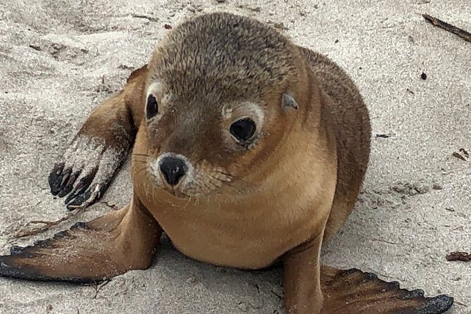 Kangaroo Island Scenic Nature and Wildlife Day Tour - Key Points