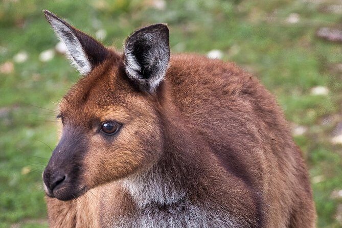 Kangaroo Island Shore Excursion Scenic Trail Tour - A comprehensive guide to the Kangaroo Island Scenic Trail Tour