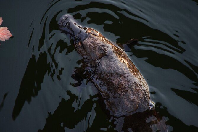 Kangaroos and Koala Experience Tour - The Experience: What You Can Expect