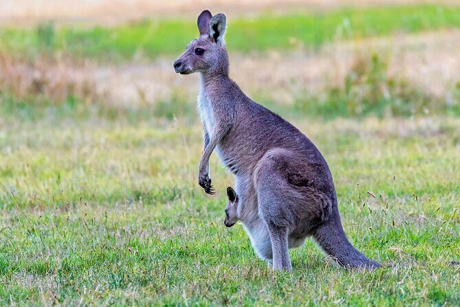 Kangaroos and Koala Experience Tour - FAQ