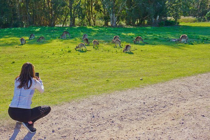 Kangaroos & Koalas in the Wild - Private Nature Experience - A Closer Look at the Experience