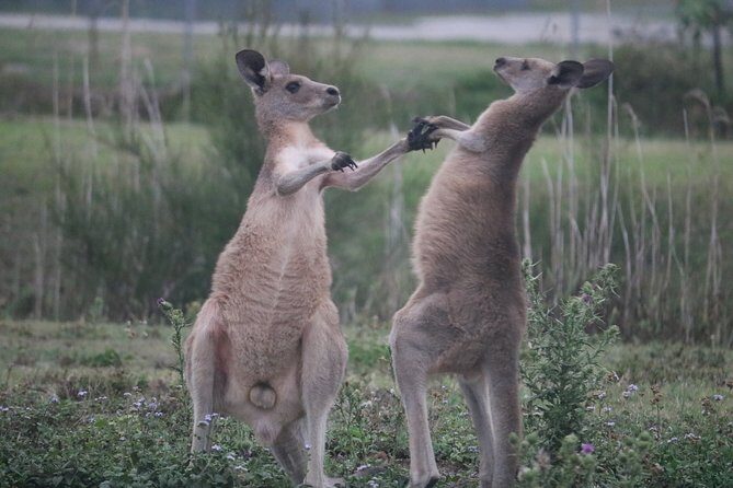 Kangaroos & Koalas in the Wild - Private Nature Experience - Who Will Love This Tour?