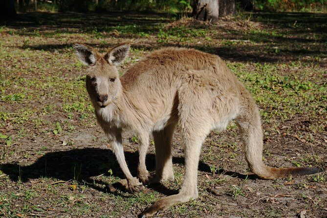 Kangaroos & Koalas in the Wild - Private Nature Experience - Final Thoughts: Is It Worth It?