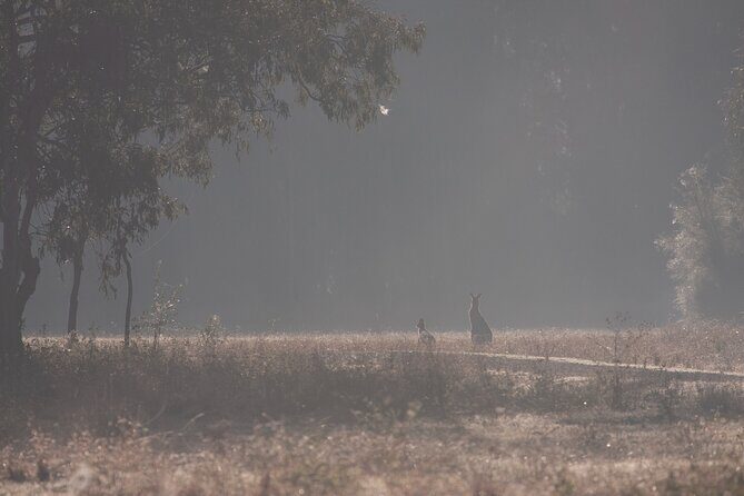 Kangaroos, mangroves and the ocean - A Detailed Look at the Coastal Tour