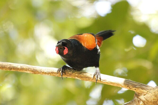 Kapiti Island Classic Guided Day Tour - Final Thoughts