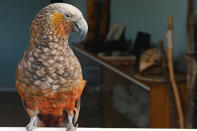 Kapiti Island Classic Guided Day Tour - FAQs