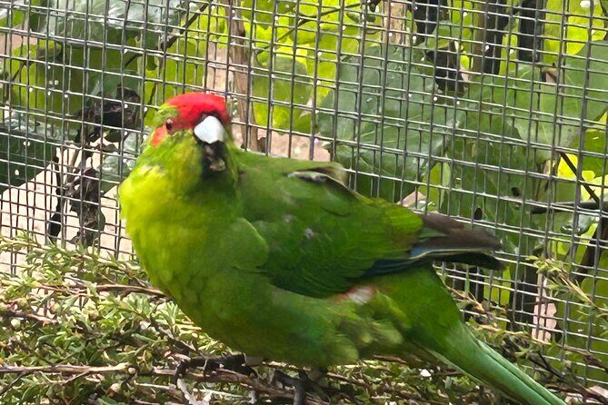 Kapiti Private Tour in Tesla SUV - Exploring the Kapiti Private Tour in Tesla SUV