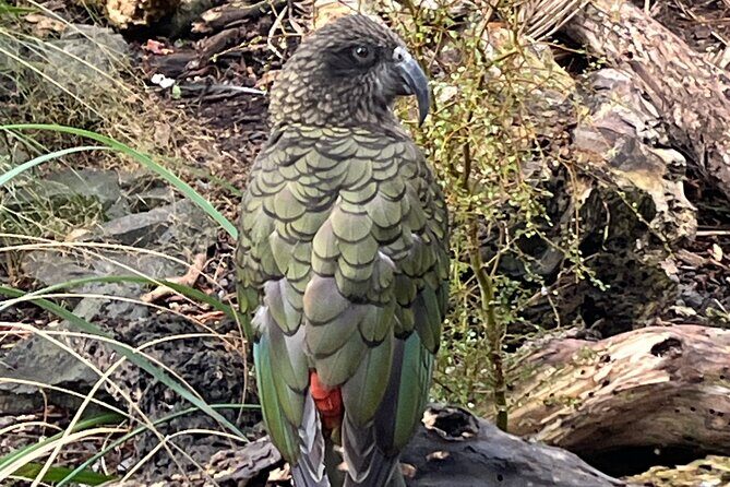 Kapiti Private Tour in Tesla SUV - FAQ
