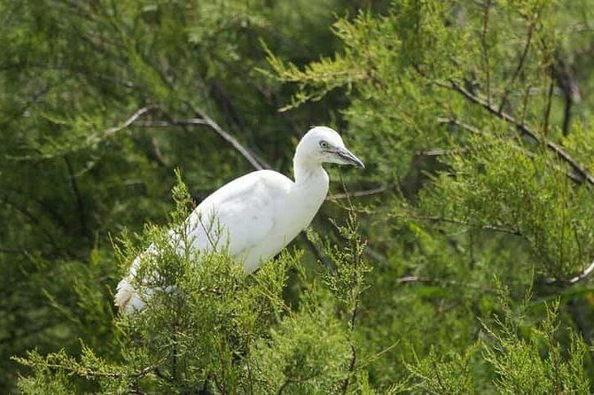 Karnala Bird Sanctuary Excursion From Mumbai - A Closer Look at the Karnala Bird Sanctuary Excursion from Mumbai