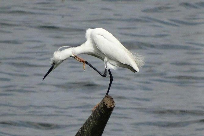 Karnala Bird Sanctuary Excursion From Mumbai - Key Points