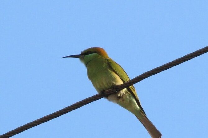 Karnala Bird Sanctuary Excursion From Mumbai - Who Should Consider This Tour?