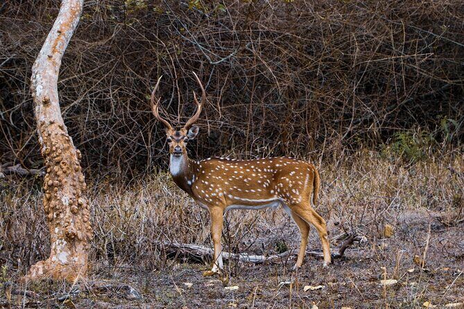 Karnala Bird Sanctuary Excursion From Mumbai - FAQ