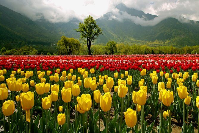 Kashmir Tulip Festival - Unpacking the Experience: What You Can Expect