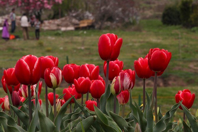 Kashmir Tulip Festival - Final Word