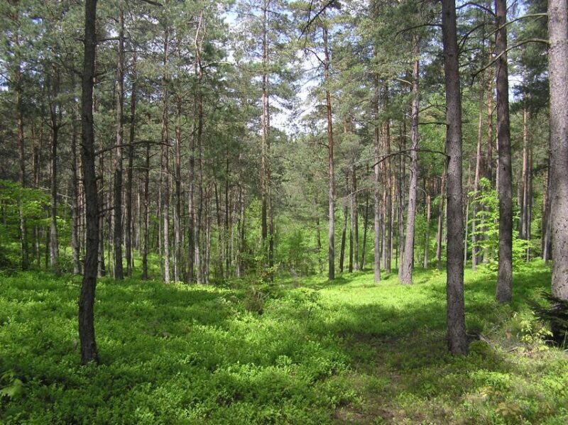 Kashubian Switzerland 1-Day Private Tour from Gdansk - A Detailed Look at the Kashubian Switzerland Experience