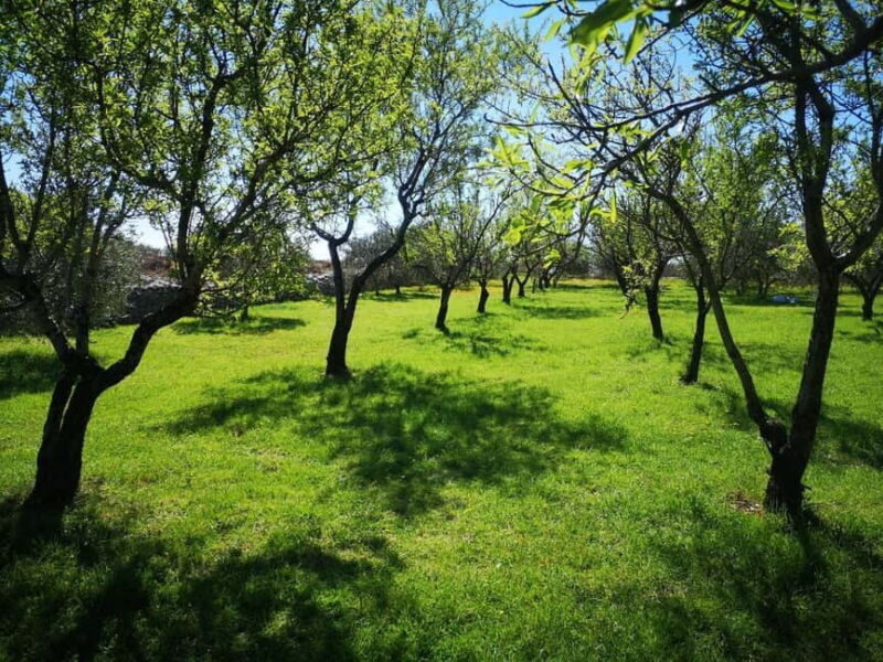 Kastela: Wine & Olive Tasting Tour w/Delicacies & Live Music - A Genuine Taste of Dalmatia: Kastela’s Wine & Olive Tasting Tour