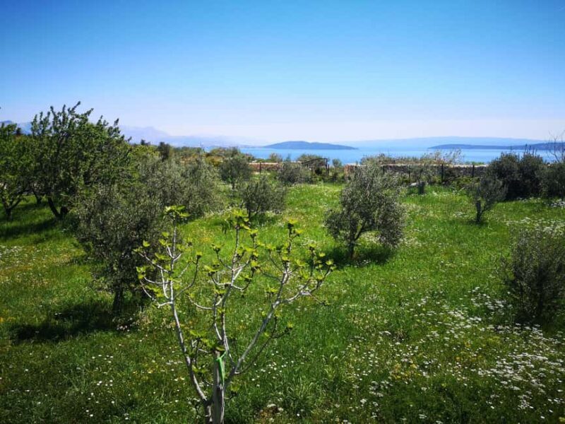 Kastela: Wine & Olive Tasting Tour w/Delicacies & Live Music - Exploring the Experience: A Deep Dive