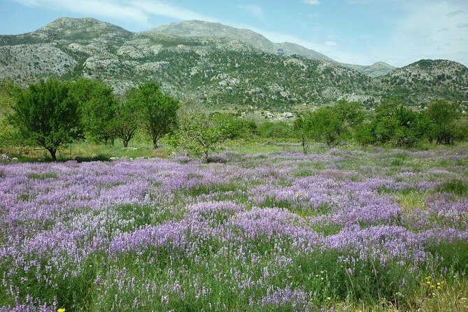 Katharo Route Tour from Agios Nikolaos - Transport & Group Size